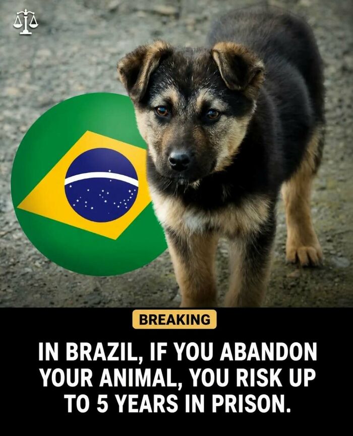 A cute puppy next to the Brazilian flag, highlighting surprising facts and stories about animal protection laws.