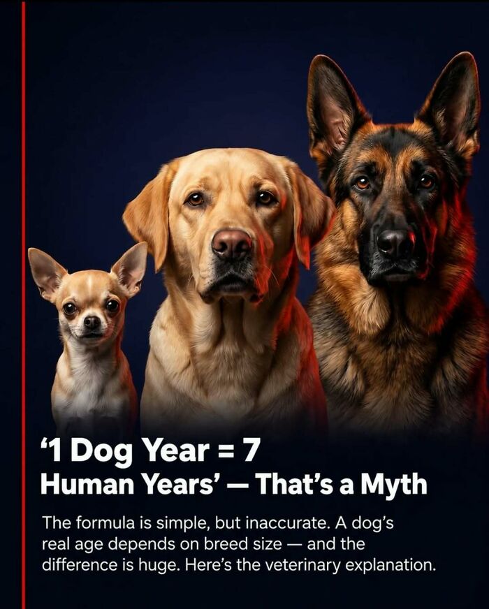 Three dogs of different breeds (Chihuahua, Labrador, German Shepherd) illustrating surprising facts about animal age.