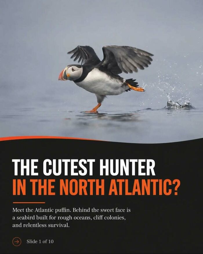 An Atlantic puffin landing on water, captioned as a cute hunter, providing surprising facts and stories about animals.