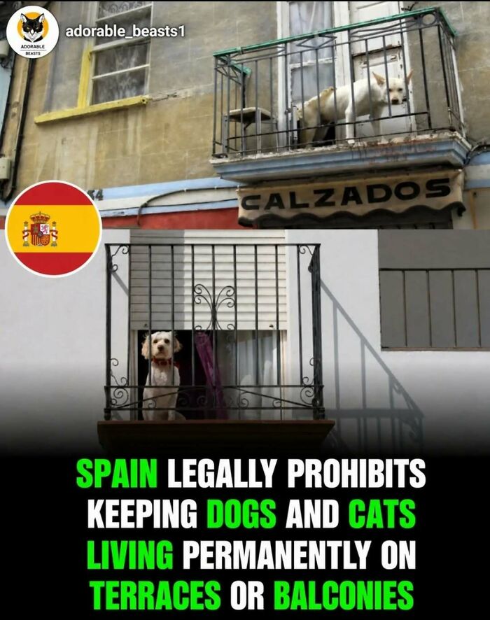 Two dogs in Spain on balconies, illustrating surprising facts and stories about animal welfare regulations.