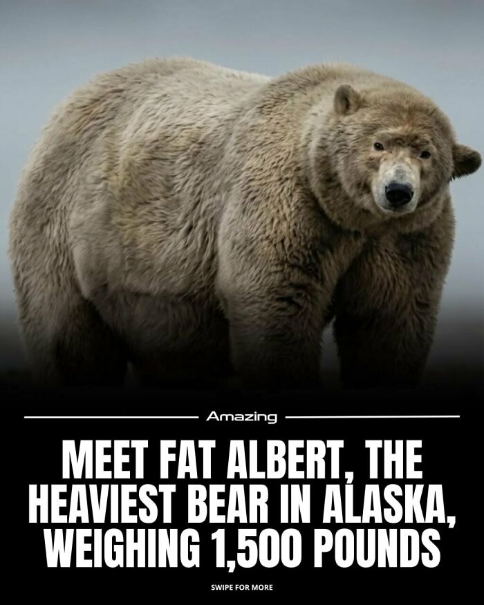 Meet Fat Albert, The Heaviest Bear In Alaska, Weighing 1,500 Pounds