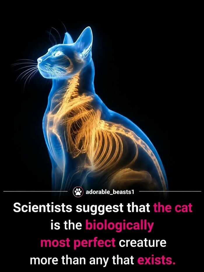 An x-ray like image of a cat showing its skeletal and biological structure, revealing surprising facts about animals.