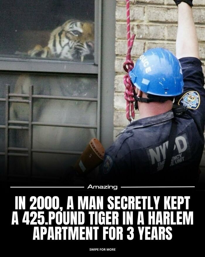 In 2000, A Man Secretly Kept A 425.pound Tiger In A Harlem Apartment For 3 Years