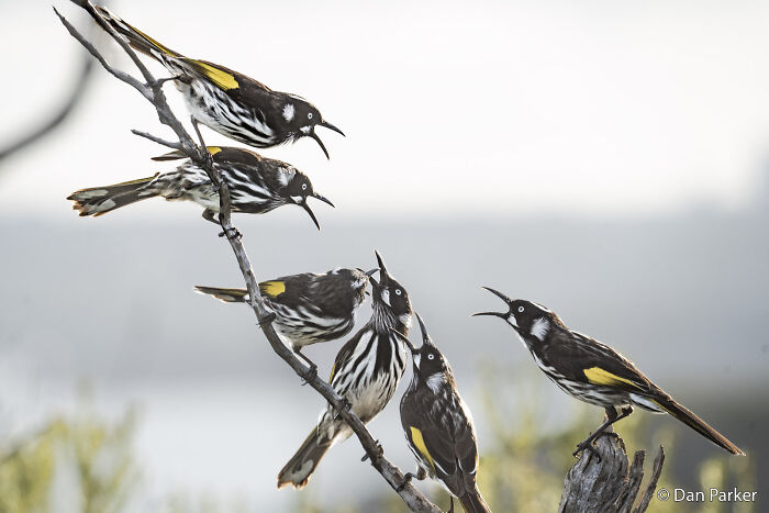 Six striped honeyeater birds with yellow wing patches, some perched on branches, one feeding another, with open beaks, an Au Photo Contest entry.