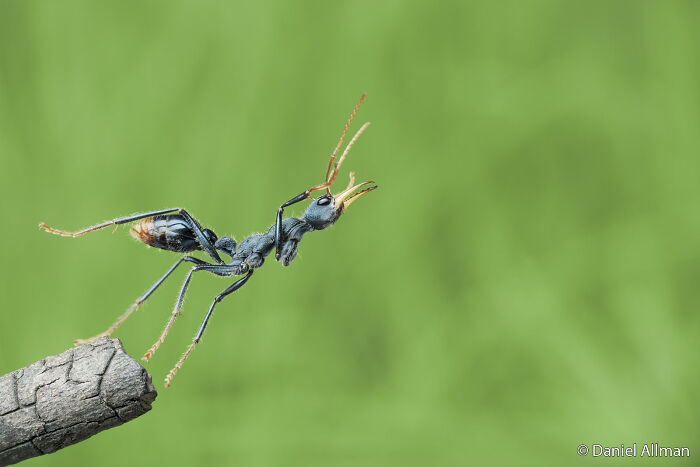 Close-up of a long-jawed ant on a wooden branch against a green background, from the Au Photo Contest.