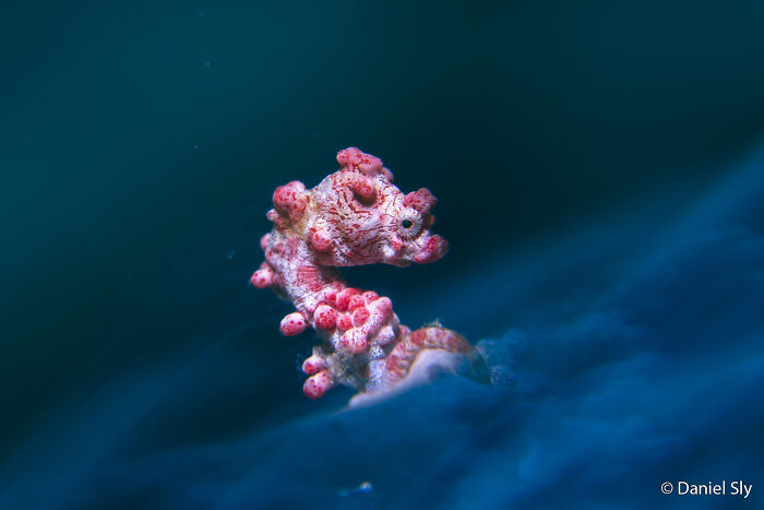 A tiny, red pygmy seahorse camouflaged against a blue underwater background, an incredible Au Photo Contest submission.