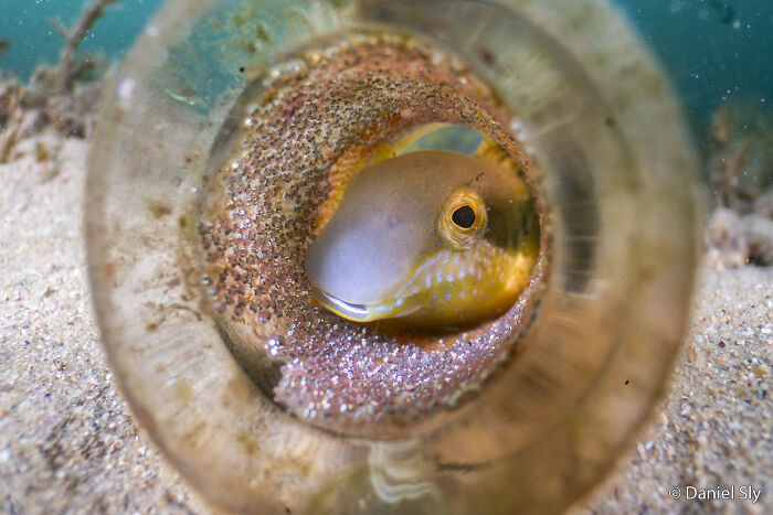 A small fish with a gold body and a pale head surrounded by eggs inside a clear bottle on sandy ground, featured in the Au Photo Contest.