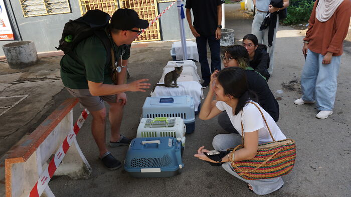 Volunteers assisting street cats by placing them in carriers for rehoming or veterinary care. Focuses on local action.