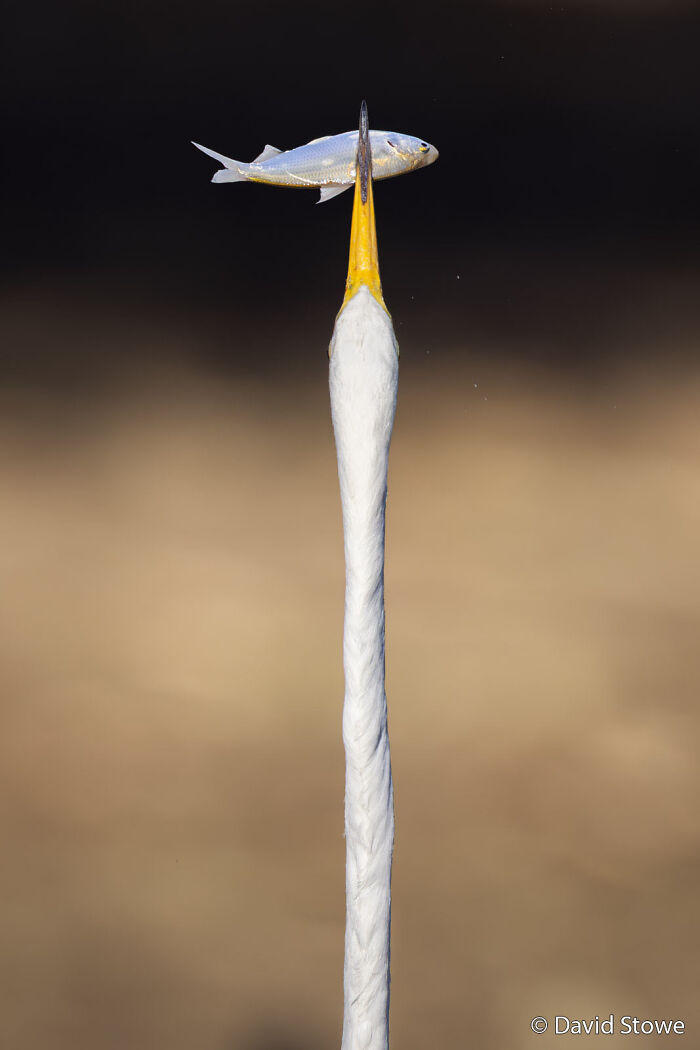 A great egret with an elongated neck holds a fish speared on its yellow bill, captured for the Au Photo Contest.