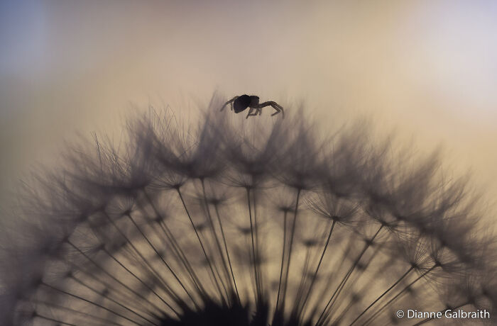 A tiny spider silhouetted atop a dandelion puffball against a soft, blurred background, part of the Au Photo Contest.