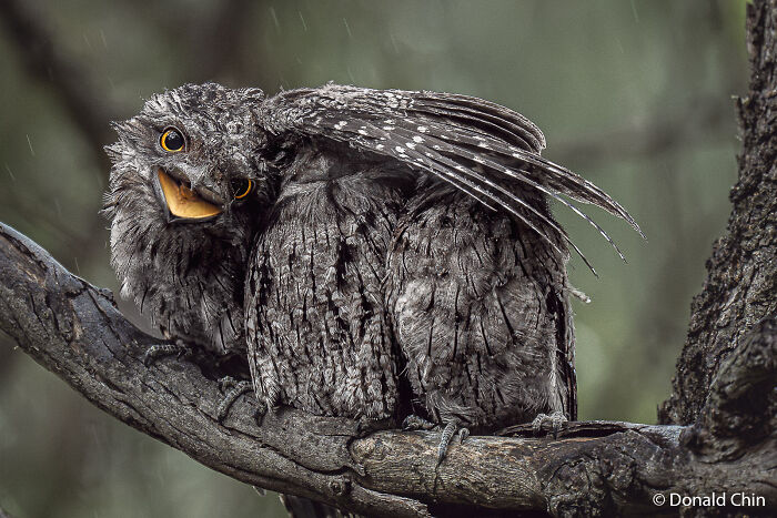 Two tawny frogmouths cuddling on a branch in the rain, a capture from an Au Photo Contest.