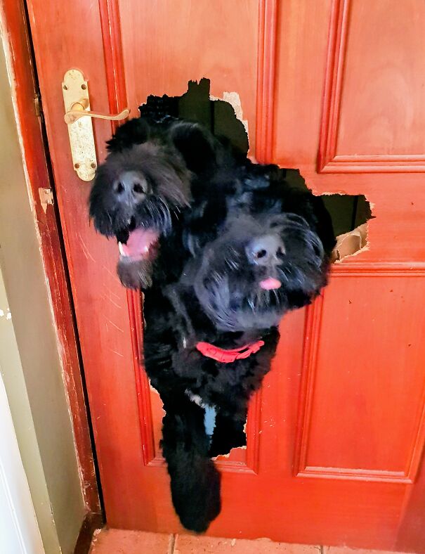Door-dogs-6a2130354b37c.jpg