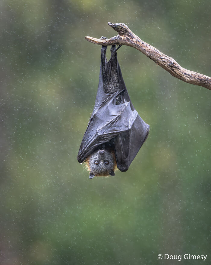 A fruit bat hanging upside down on a branch in the rain for the Au Photo Contest.
