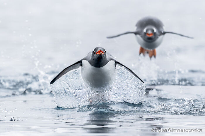 Two gentoo penguins leaping out of the water, creating splashes, captured for an Au Photo Contest.