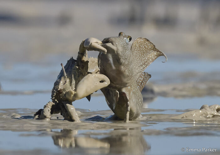 A mudskipper and a crab engaged in a struggle on a muddy beach, an entry in the Au Photo Contest.