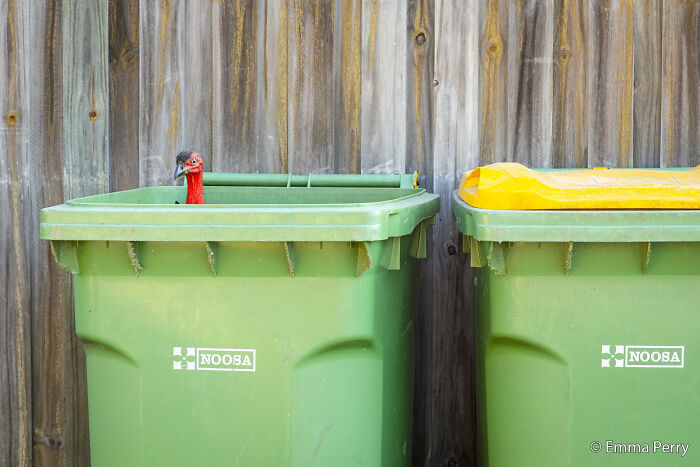 A curious bird peaking out of a green bin against a wooden fence, an entry for the Au Photo Contest.