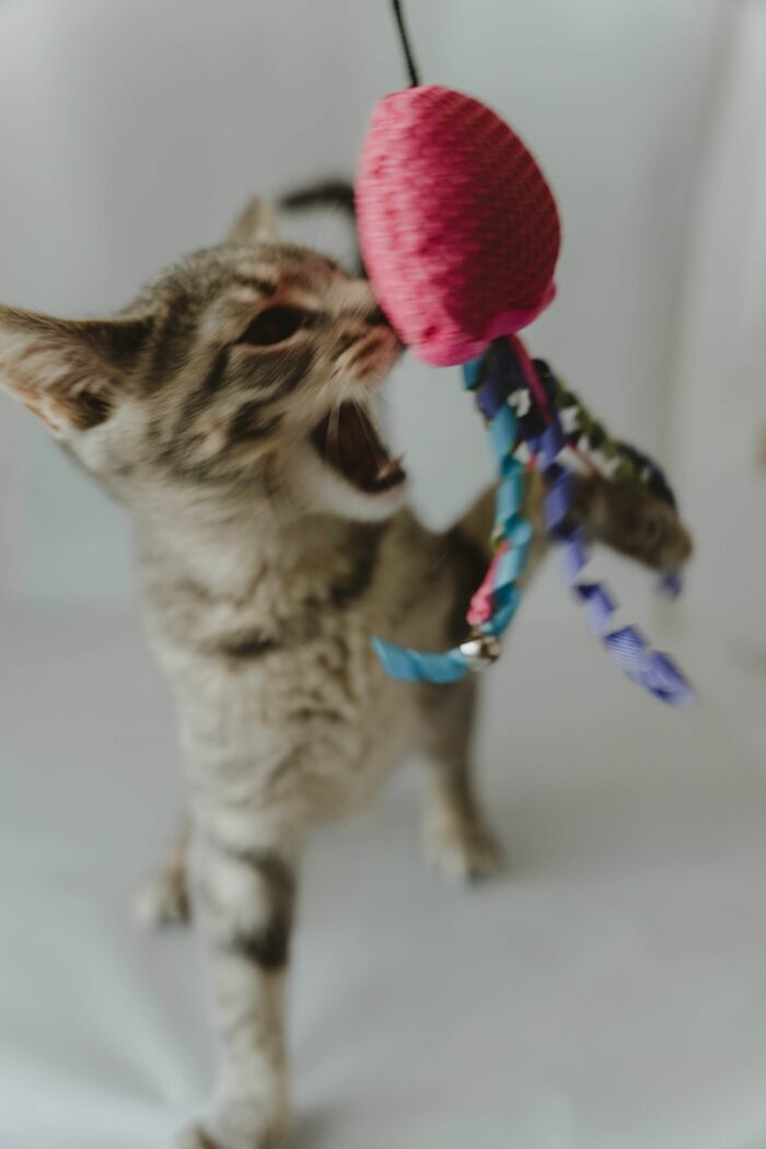 Play Aggression
