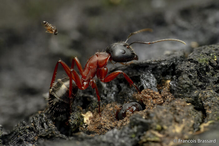 Close-up of a red wood ant and another insect on a dark surface, part of the Au Photo Contest.