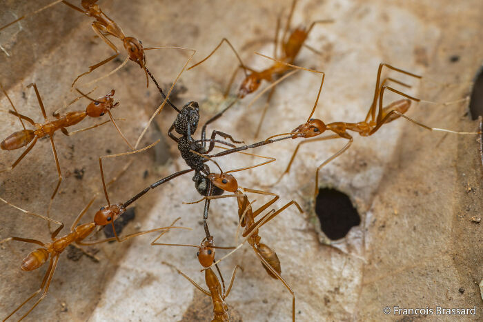Several weaver ants attacking a darker ant on a brown leaf, an intense Au Photo Contest moment.