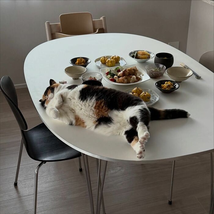 Cat lounging on dining table with food in modern interior design