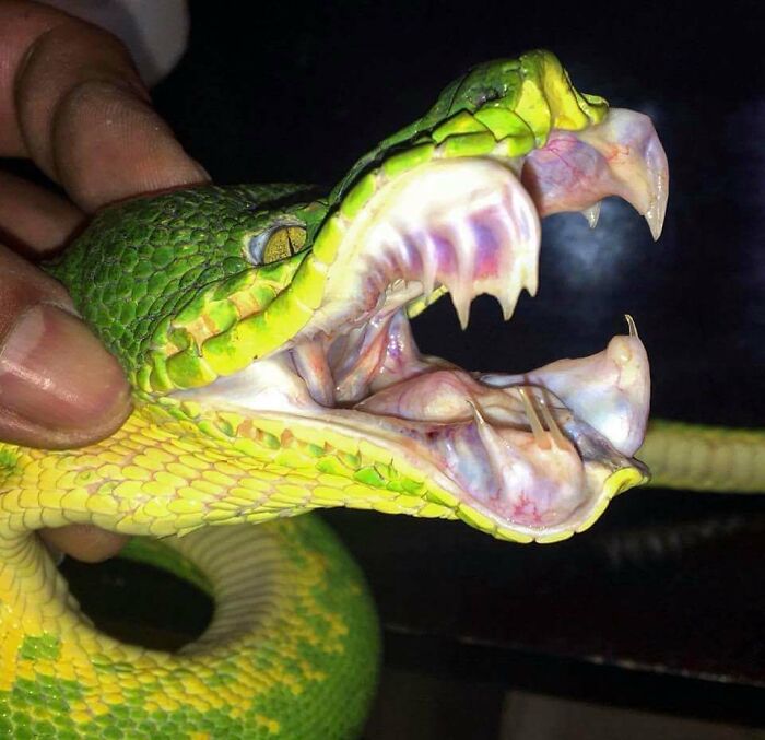 Terrifying nature pic of a green snake with its mouth wide open, showing its fangs.