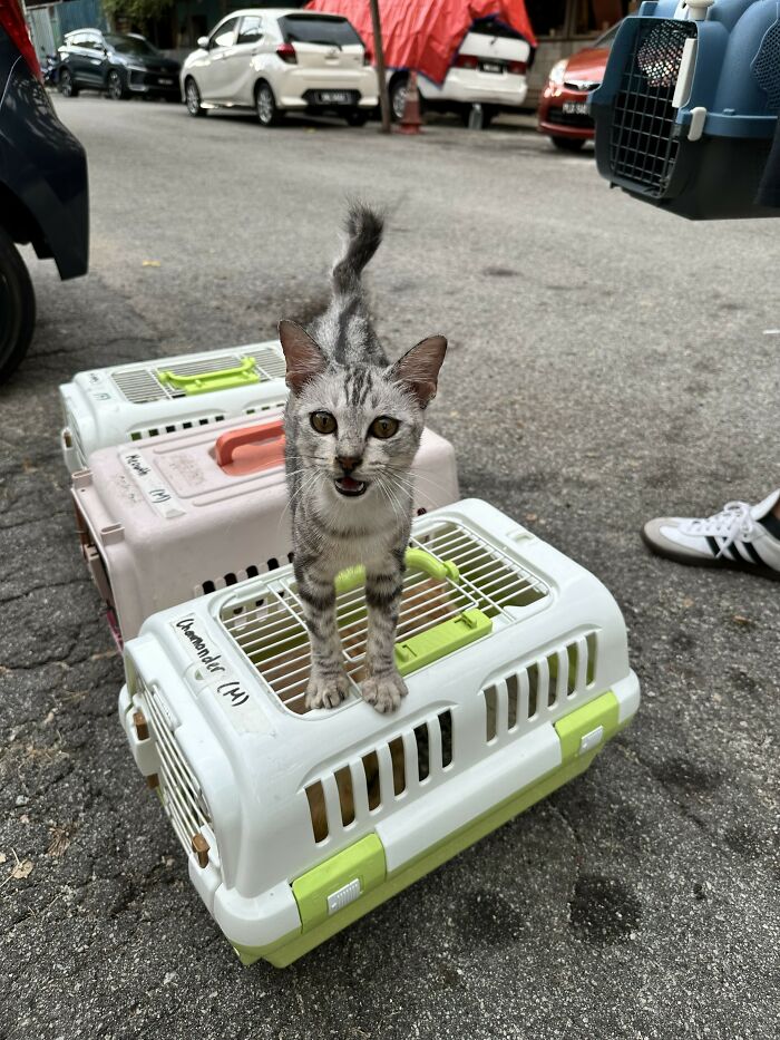 A small street cat stands atop a carrier, ready for transport, highlighting local action to help street cats.