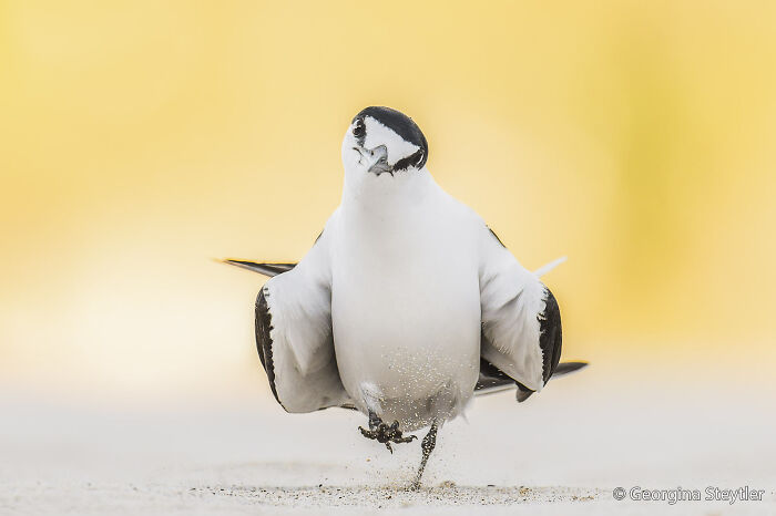 A black and white bird running on sand with a bright yellow background, part of the Au Photo Contest.
