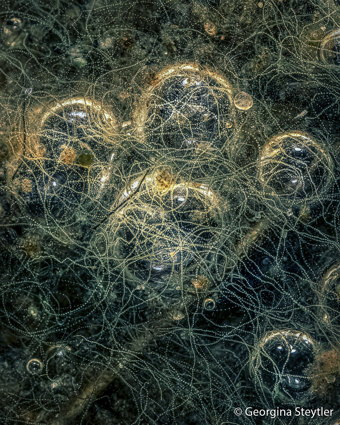 An abstract close-up image showing intricate patterns of delicate, intertwined strands and bubbles, highlighting an Au Photo Contest entry.