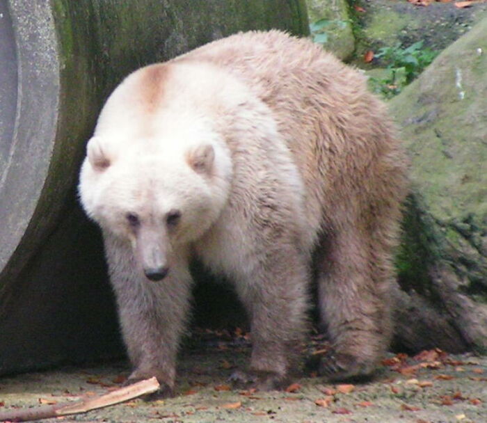 A brown bear, sometimes called a grizzly bear, standing on all fours, highlighting a crazy but true fact.