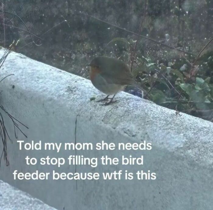 Random bird image with a humorous comment about a bird feeder