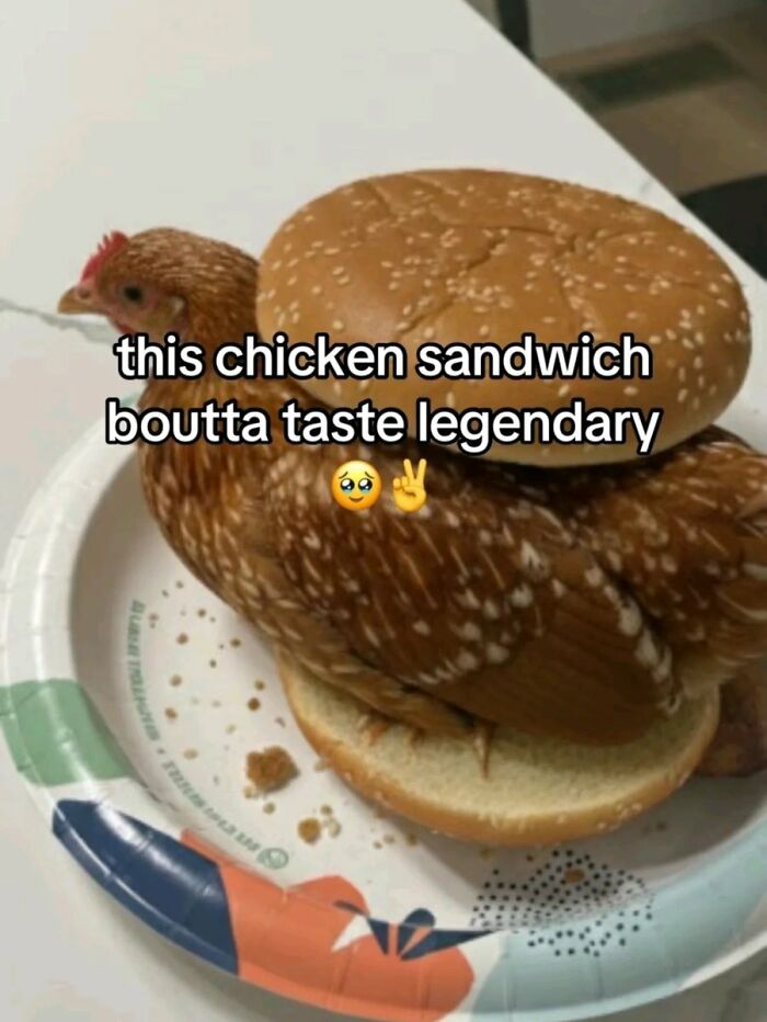 A cringe live chicken placed between two bun halves, making a chicken sandwich.