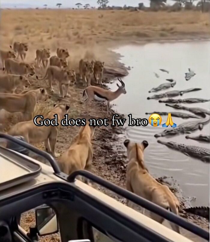 A group of lions and crocodiles surround a lone gazelle at a watering hole, creating a cringe and tense wildlife scene.