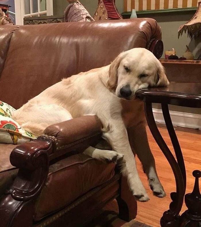 This X Page With Over A Million Followers Shares The Internet’s Most Wholesome Animal Photos, And Here Are 60 Of The Best Ones