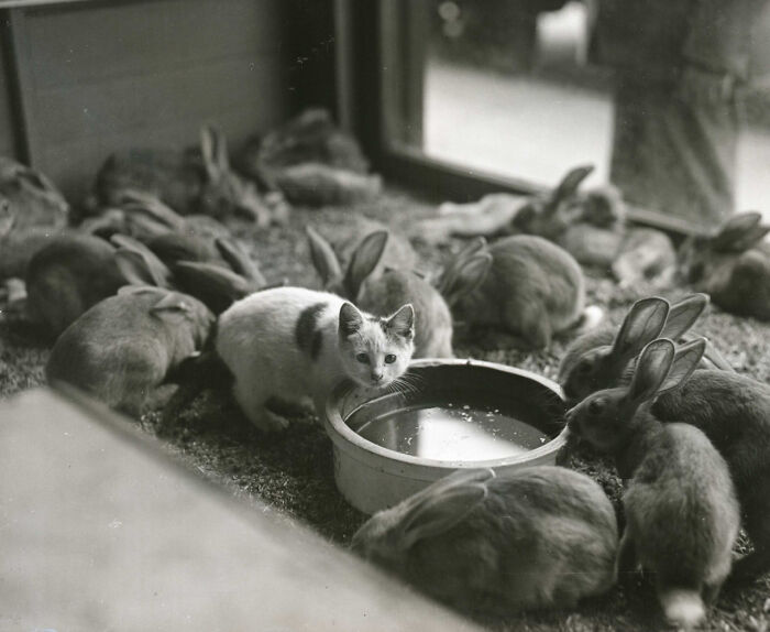 A small cat among many rabbits near a water dish, an interesting photo of intact creatures.