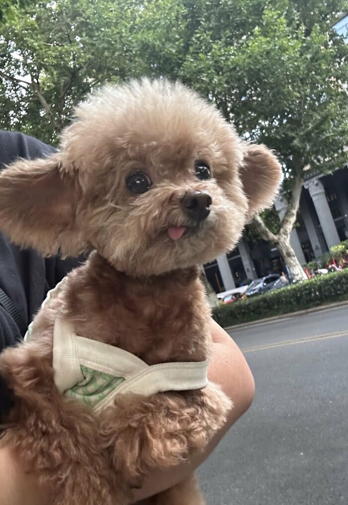 This X Page With Over A Million Followers Shares The Internet’s Most Wholesome Animal Photos, And Here Are 60 Of The Best Ones