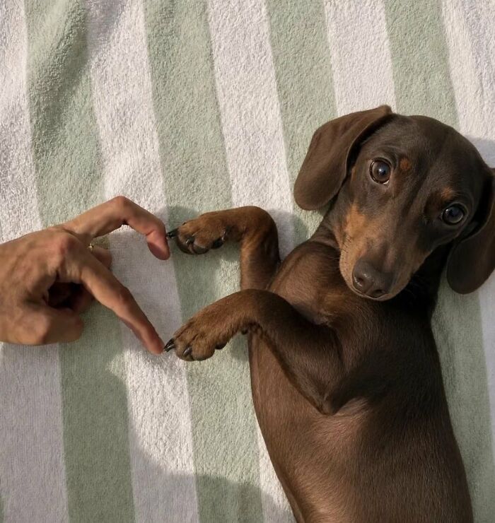 This X Page With Over A Million Followers Shares The Internet’s Most Wholesome Animal Photos, And Here Are 60 Of The Best Ones