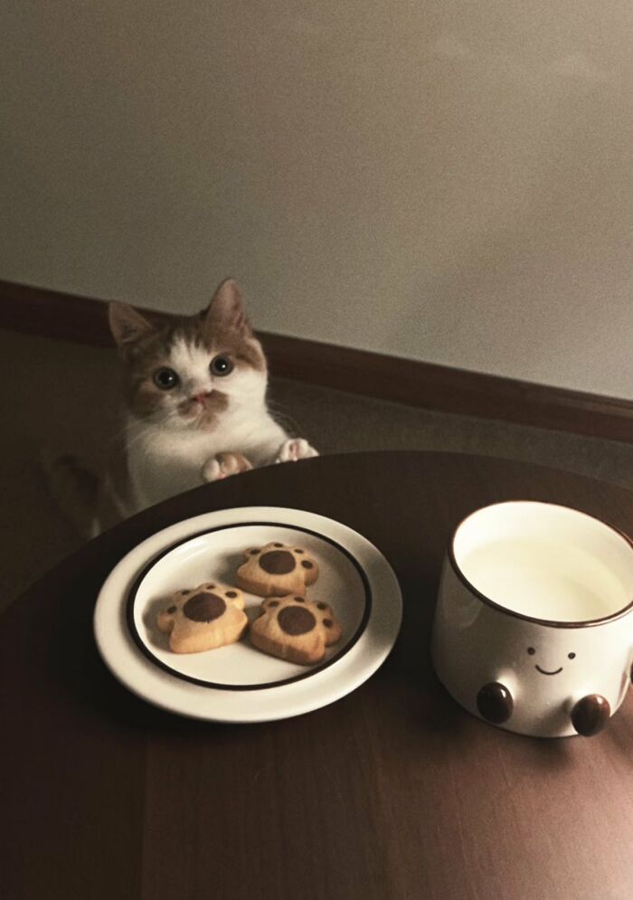 This X Page With Over A Million Followers Shares The Internet’s Most Wholesome Animal Photos, And Here Are 60 Of The Best Ones