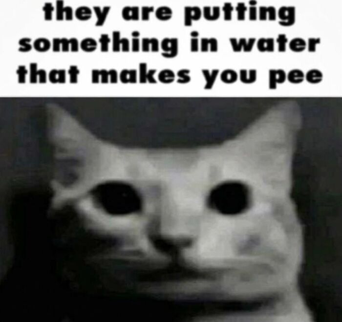 A cringe image of a cat with wide, dark eyes and a distressed expression.