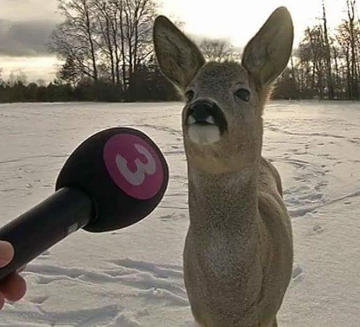This X Page With Over A Million Followers Shares The Internet’s Most Wholesome Animal Photos, And Here Are 60 Of The Best Ones