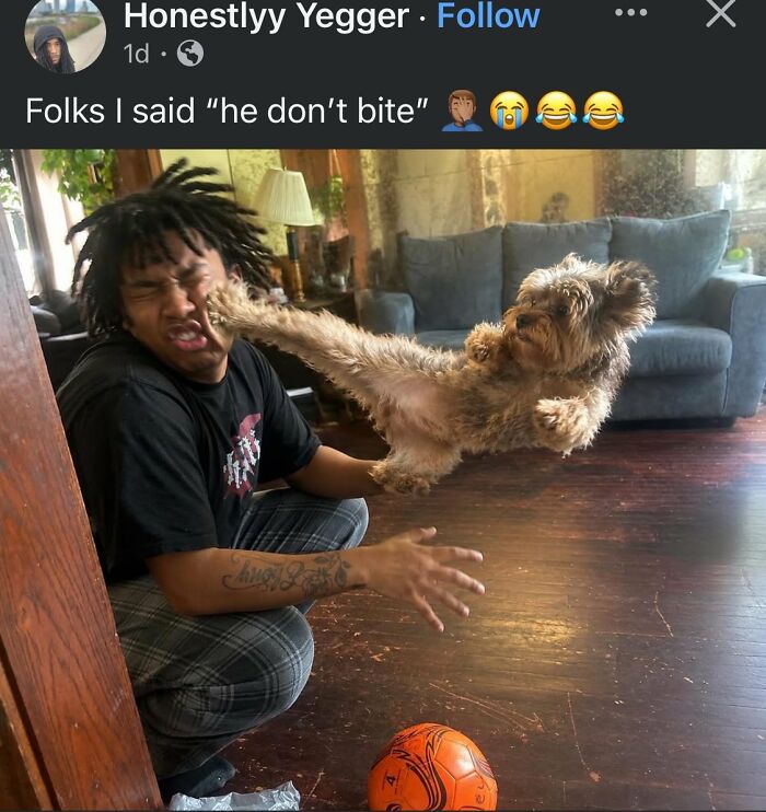A cringe image showing a small dog lunging and biting a man's face.