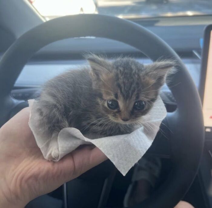 This X Page With Over A Million Followers Shares The Internet’s Most Wholesome Animal Photos, And Here Are 60 Of The Best Ones