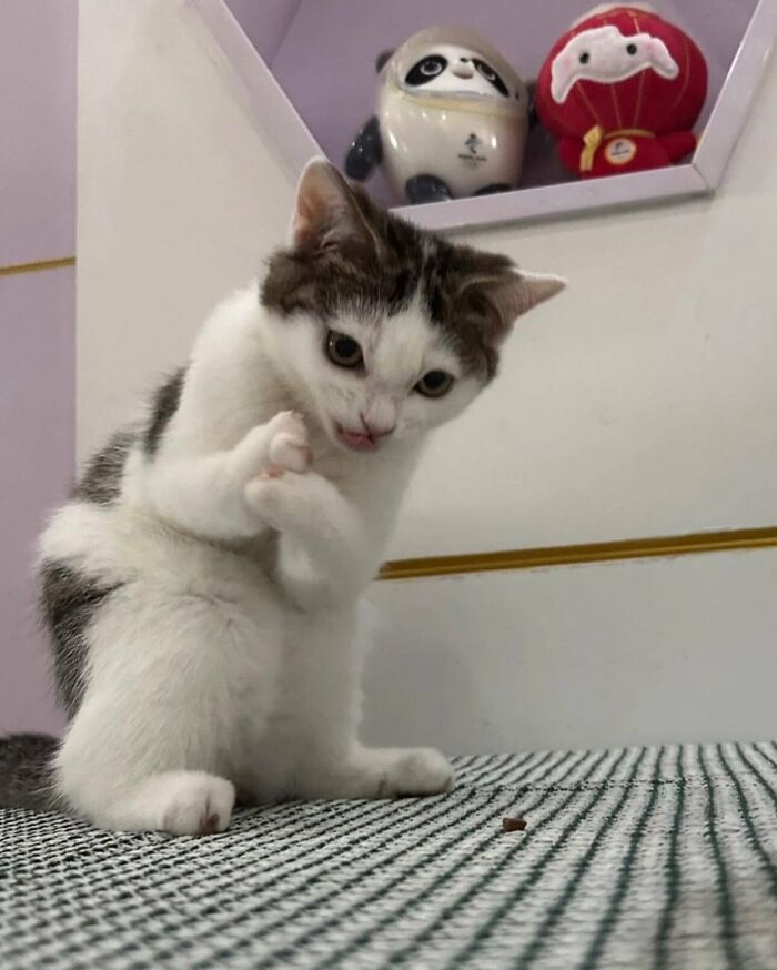 This X Page With Over A Million Followers Shares The Internet’s Most Wholesome Animal Photos, And Here Are 60 Of The Best Ones