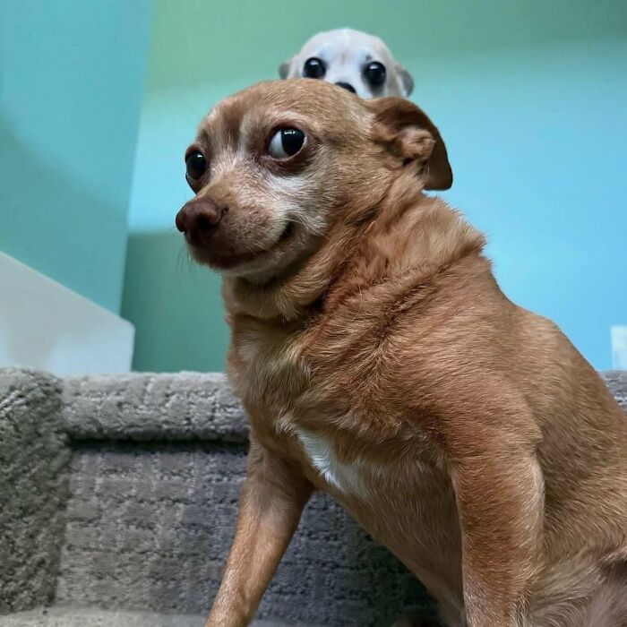 This X Page With Over A Million Followers Shares The Internet’s Most Wholesome Animal Photos, And Here Are 60 Of The Best Ones