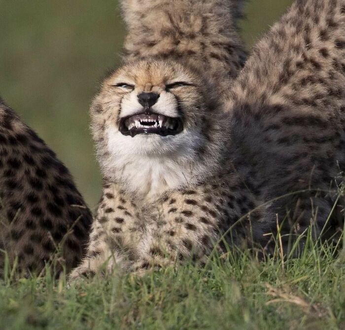 This X Page With Over A Million Followers Shares The Internet’s Most Wholesome Animal Photos, And Here Are 60 Of The Best Ones