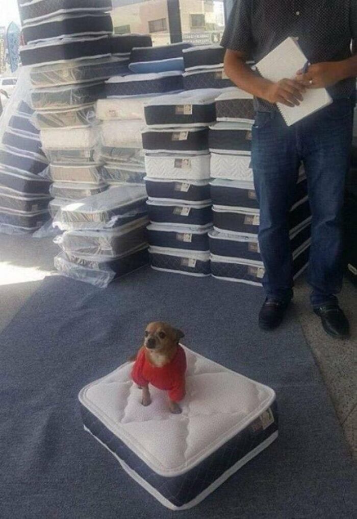 This X Page With Over A Million Followers Shares The Internet’s Most Wholesome Animal Photos, And Here Are 60 Of The Best Ones