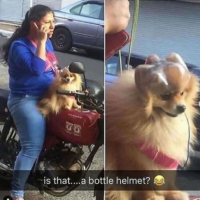 This X Page With Over A Million Followers Shares The Internet’s Most Wholesome Animal Photos, And Here Are 60 Of The Best Ones