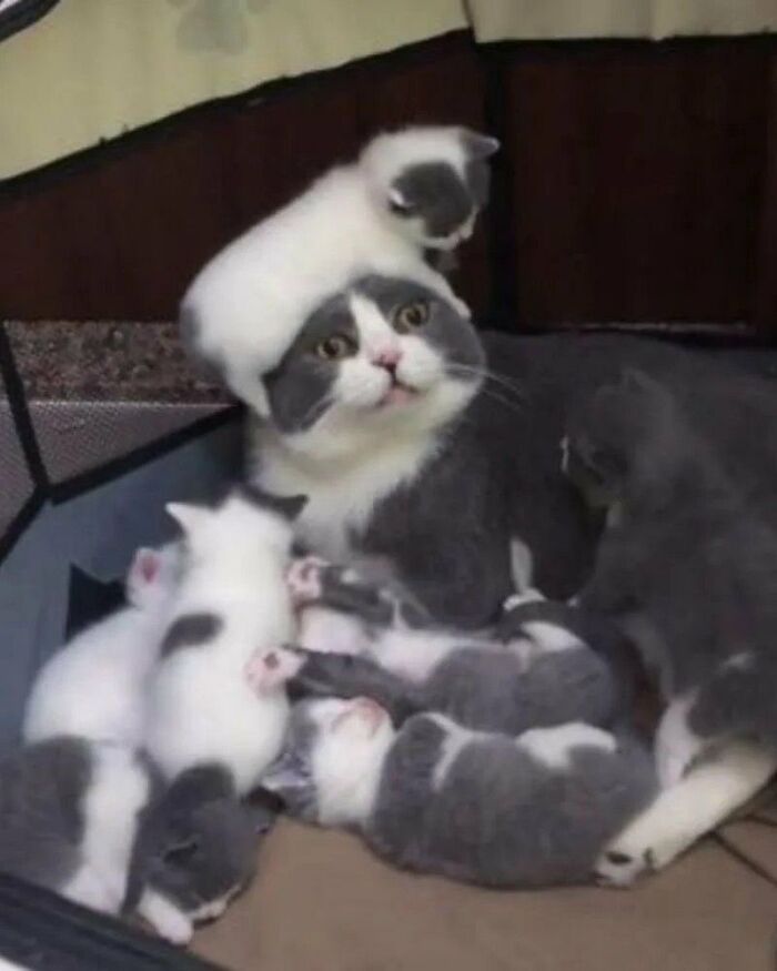 This X Page With Over A Million Followers Shares The Internet’s Most Wholesome Animal Photos, And Here Are 60 Of The Best Ones