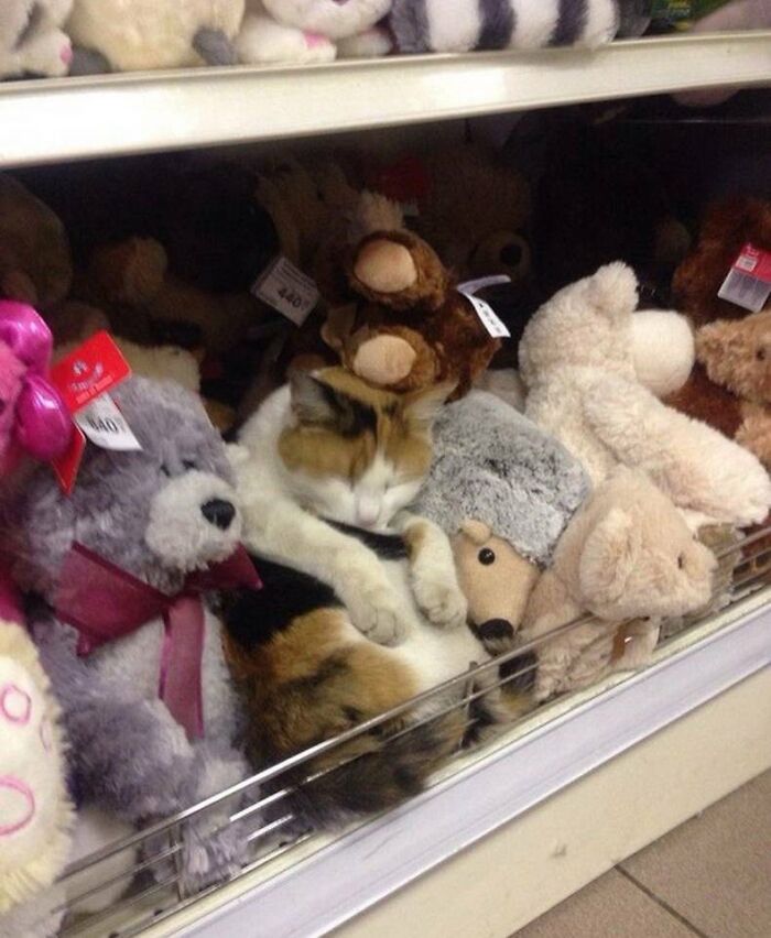 This X Page With Over A Million Followers Shares The Internet’s Most Wholesome Animal Photos, And Here Are 60 Of The Best Ones
