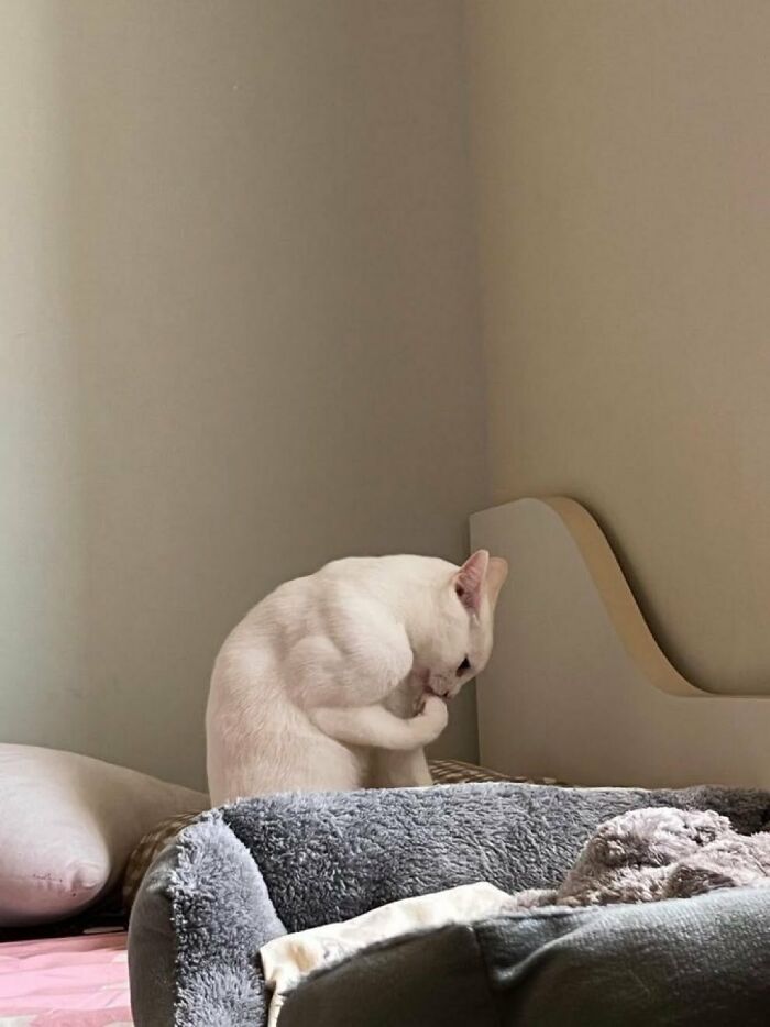 This X Page With Over A Million Followers Shares The Internet’s Most Wholesome Animal Photos, And Here Are 60 Of The Best Ones