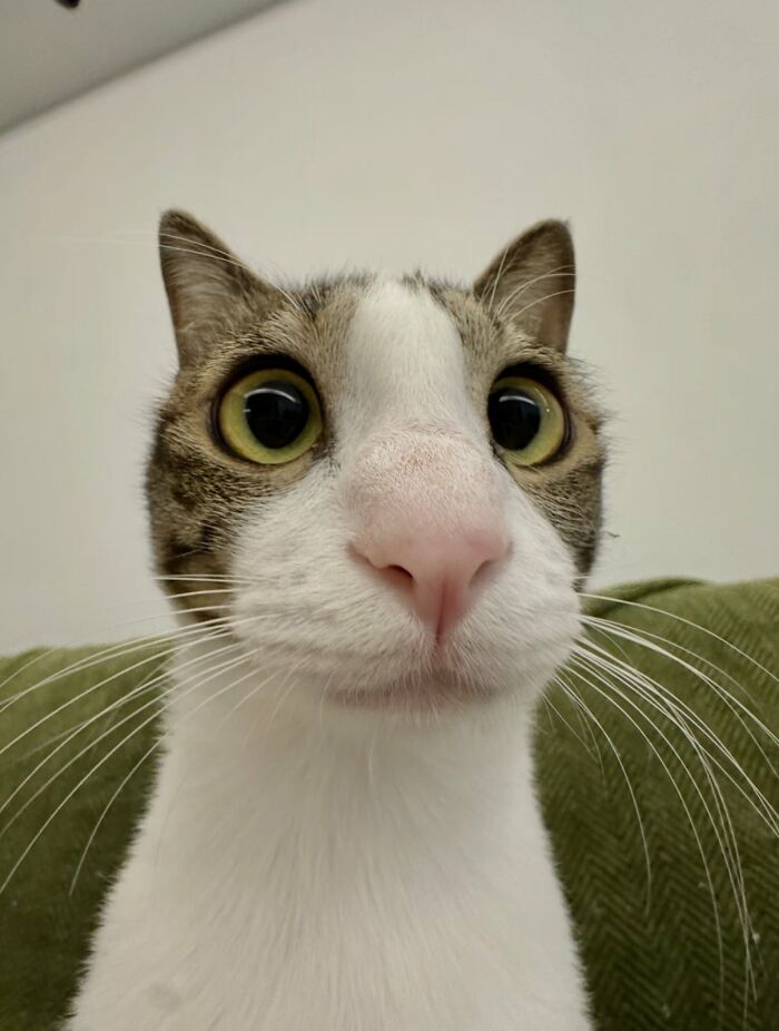 This X Page With Over A Million Followers Shares The Internet’s Most Wholesome Animal Photos, And Here Are 60 Of The Best Ones